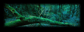 Rainforest Photo Gallery  